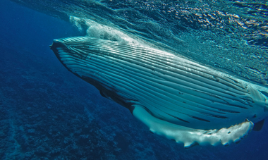 Mata Tohora baleines en Polynésie française