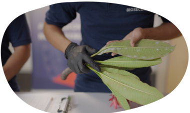 Biosécurité - Plante contaminée