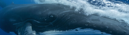 Baleine whale Vincent Truchet